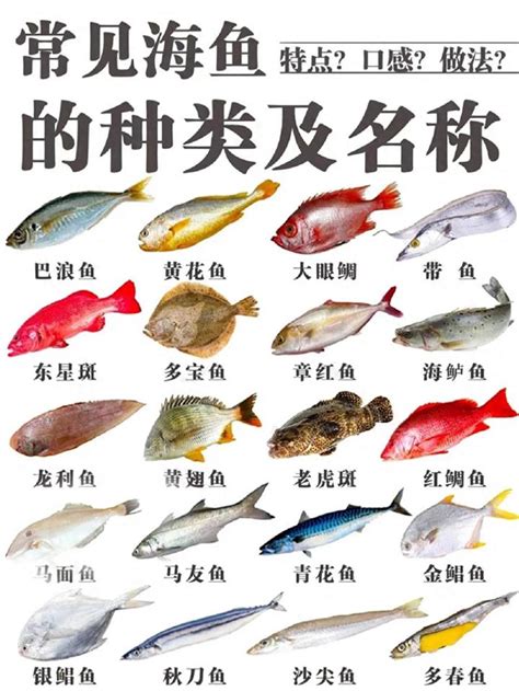 飼養魚的種類